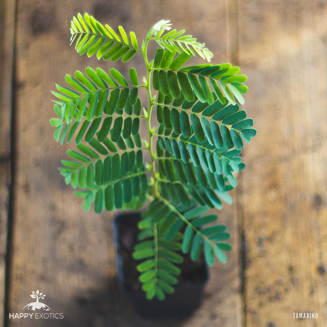 Albero Di Tamarindo O Tamarindus Indica Immagine Stock - Immagine di Albero Di Tamarindo O Tamarindus Indica Immagine Stock - Immagine di
