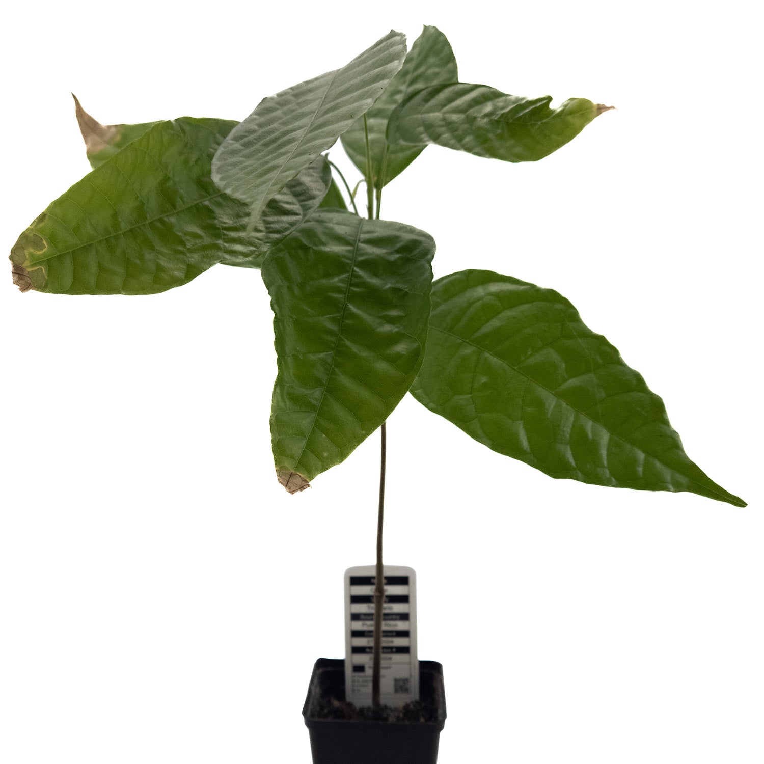 kakao zimmerpflanze 1 glücklicher Kakaobaum | Theobroma Cacao | Trinitario | Aus Samen gezogen  | Selten in der EU | Zimmerpflanze