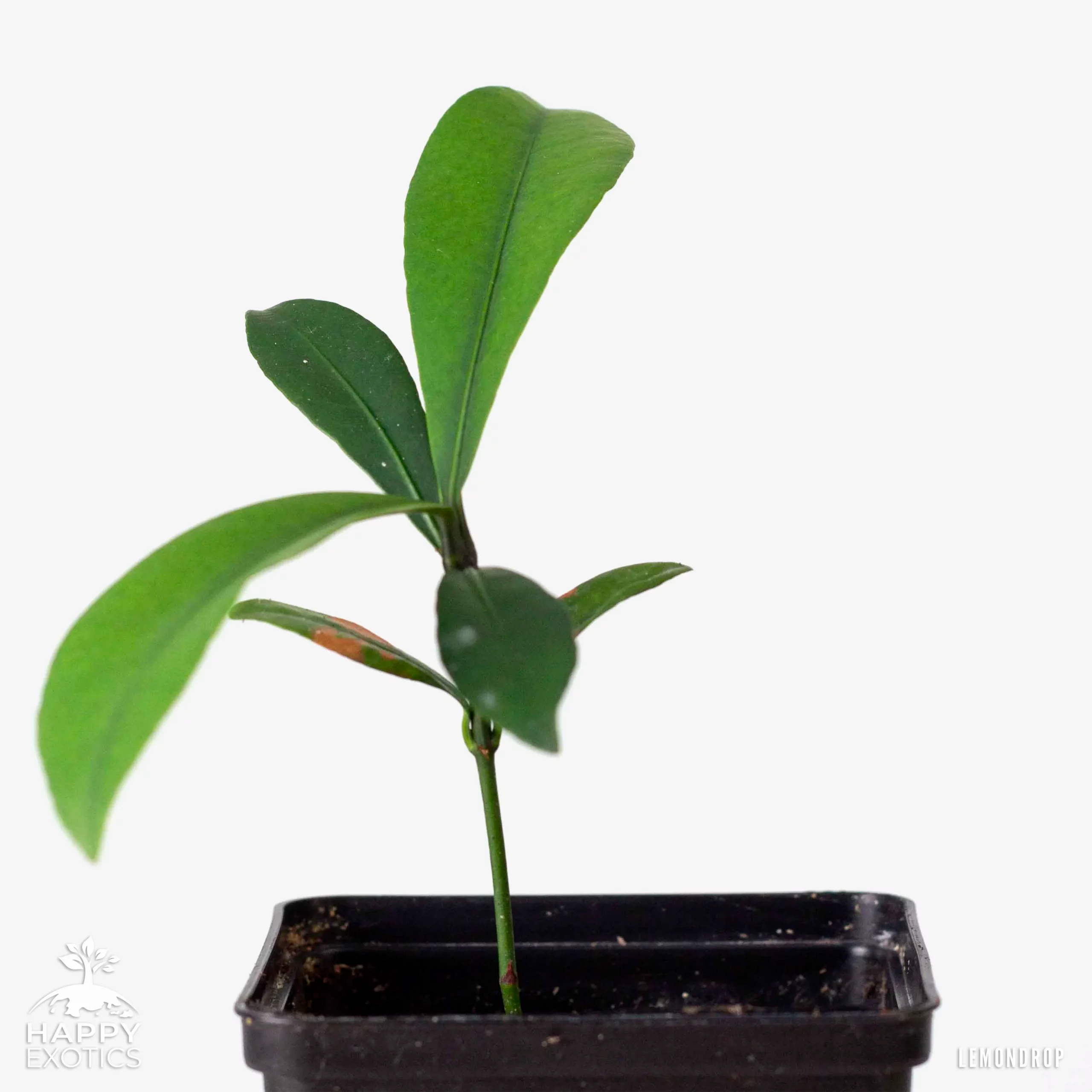 mangosteen plant in pot Lemondrop mangosteen tree - Garcinia intermedia -exotic tree
