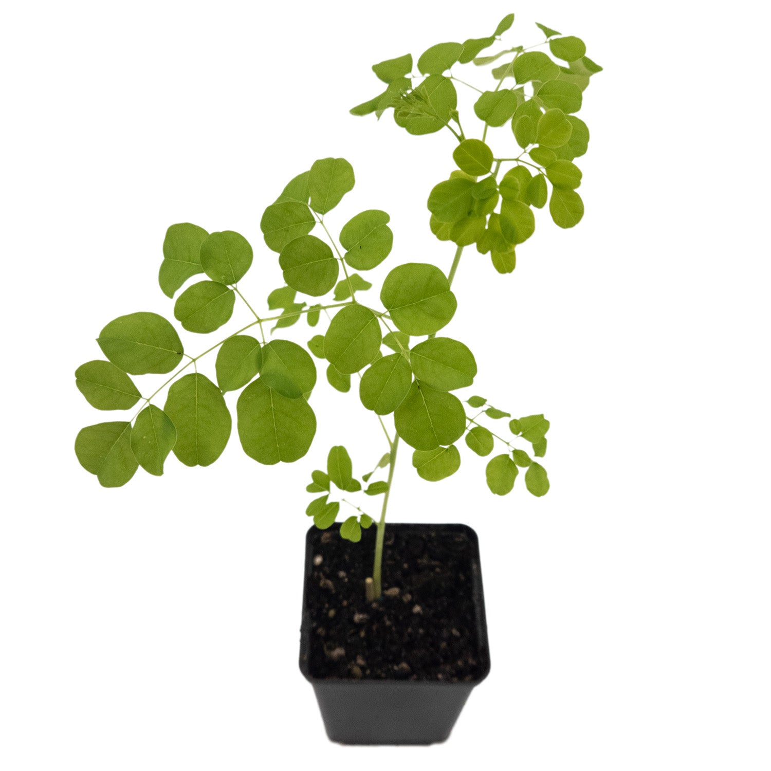 moringa indoor plant Moringa tree | Moringa oleifera | Rare | Edible drumstick
