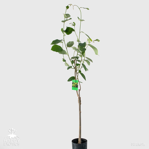 árbol de chirimoya | injertado | Hasta el Jet | Chirimoya (chirimoya)