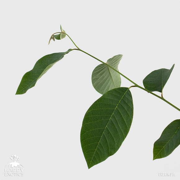 árbol de chirimoya | injertado | Hasta el Jet | Chirimoya (chirimoya)