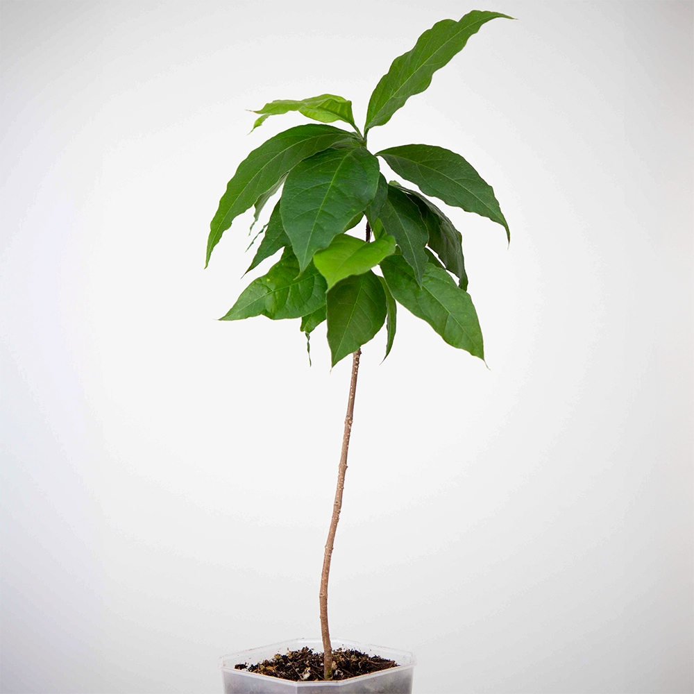 1 Erdnussbutter-Obstbaum | Im 12 cm Topf | Aus Samen gewachsen | Bunchosia  Glandulifera/Argentea | Selten in der EU | Subtropisch | Caferana |  Falsches Guarana | Ameixa-Do-Peru | Ciruela