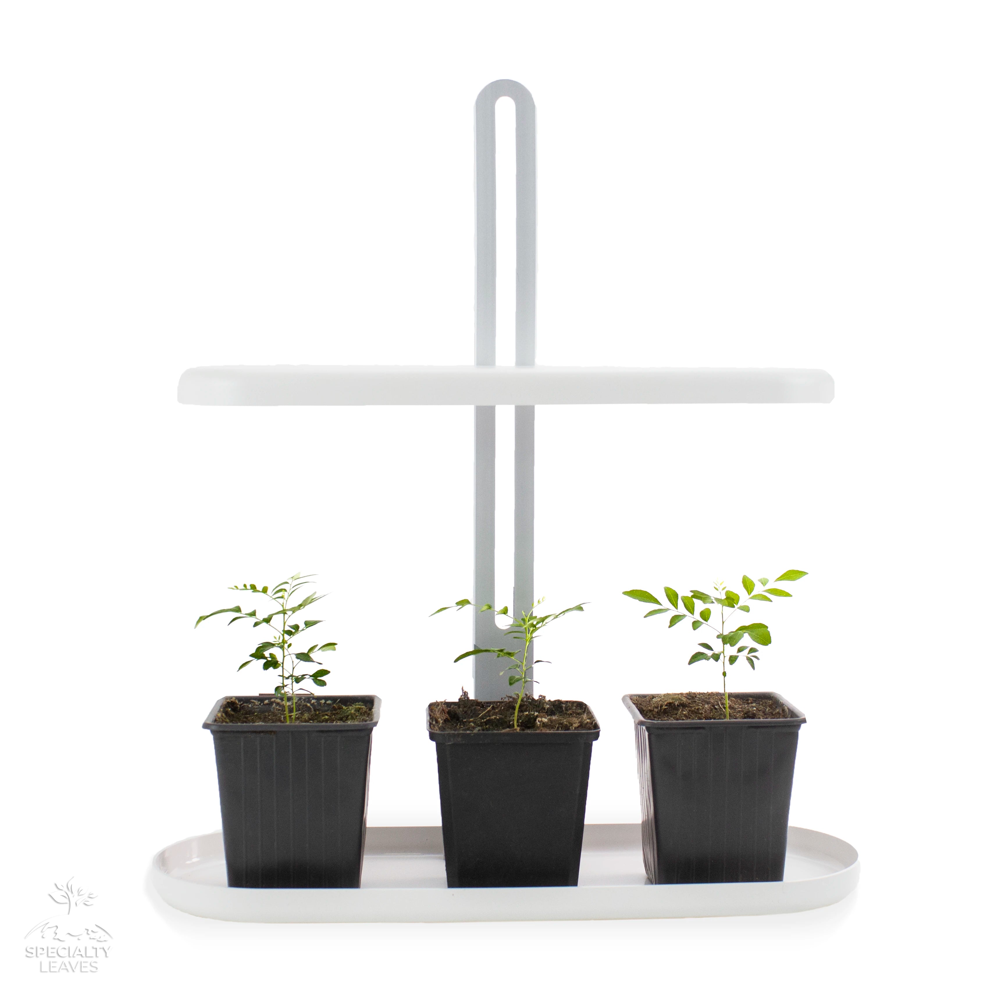 can happy lights help plants grow Indoor LED Grow light for 3 super happy curry leaf trees