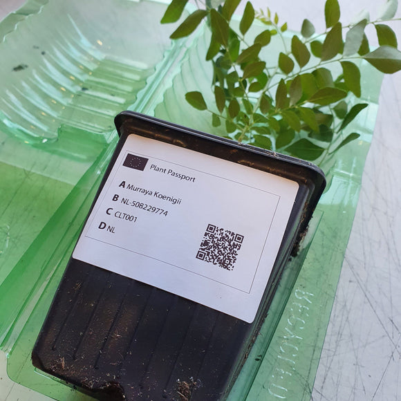 Planta / Árvore de Folha de Curry | Murraya Koenigii | Folhas de Kadi Patta Frescas