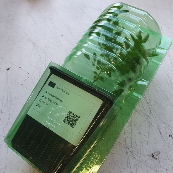 Planta / Árvore de Folha de Curry | Murraya Koenigii | Folhas de Kadi Patta Frescas