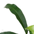 Achachairu tree | Garcinia humilis-2