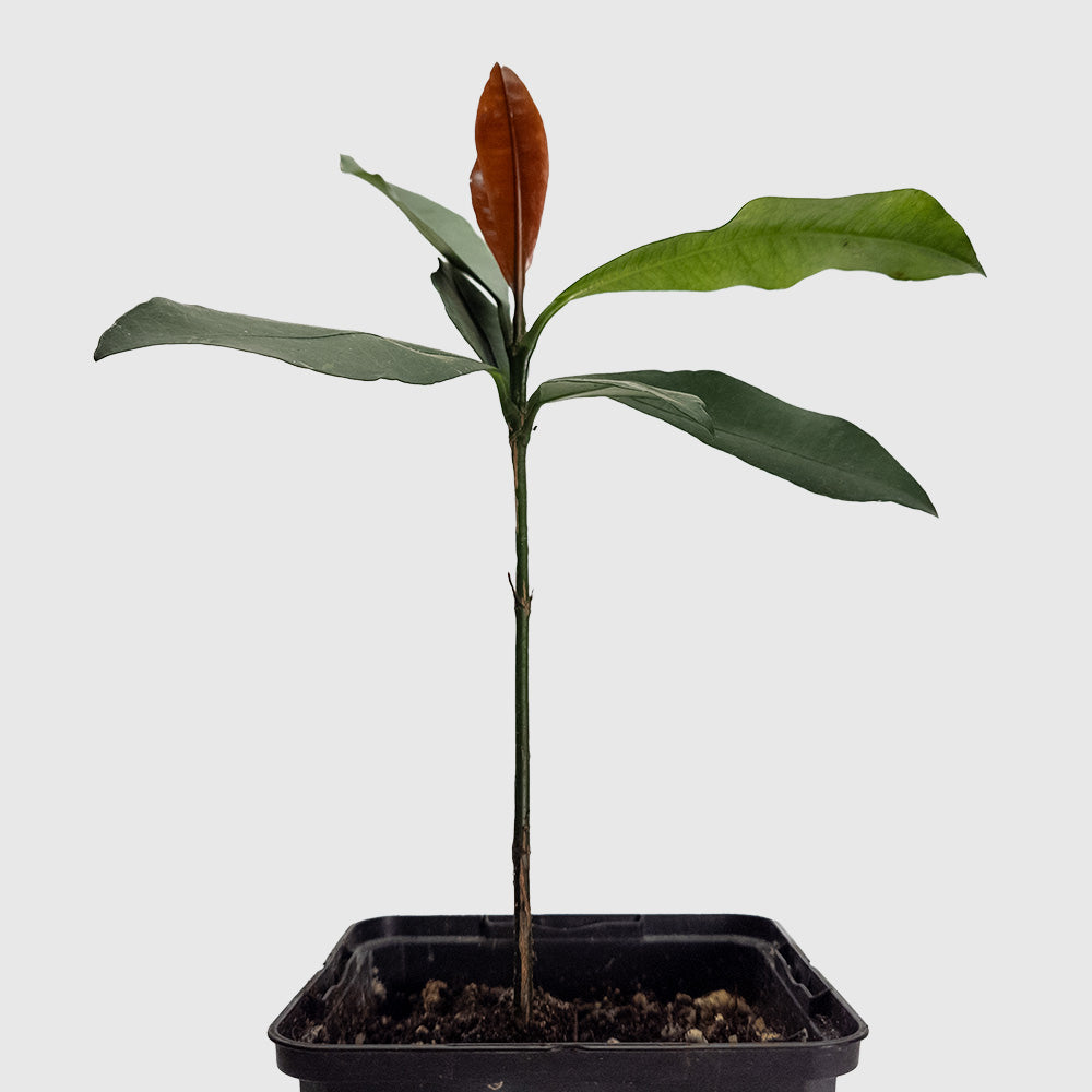 Bacupari fruit tree | Garcinia gardneriana brasiliensis | South ...