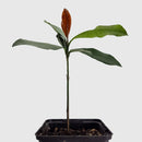 Bacupari Fruit Tree | Garcinia | Rare | South American Plant-2