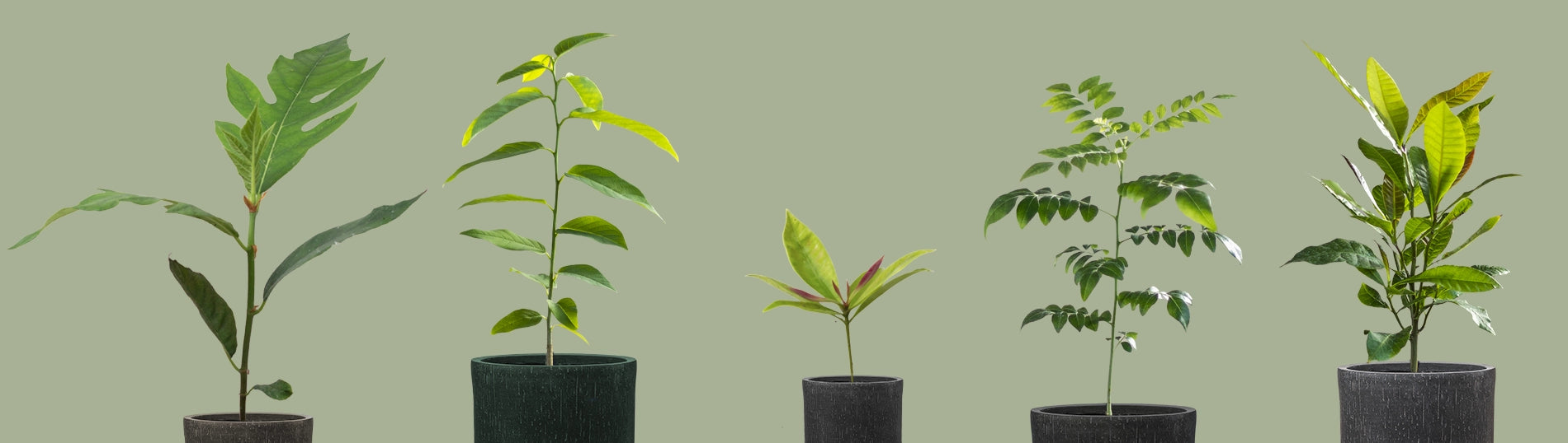 Conheça as nossas plantas