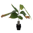 Cacao tree | Theobroma Cacao | Nacional-5