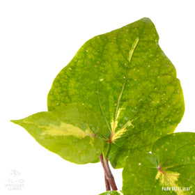 Betel Leaf Paan Variegated