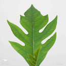 Breadfruit Tree | Artocarpus altilis-2