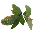 Cacao tree | Theobroma Cacao | Nacional-4