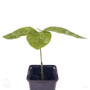 Cacao tree | Theobroma Cacao | Jaca | Round Leaves-1