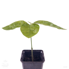 Cacao tree | Theobroma Cacao | Jaca | Round Leaves