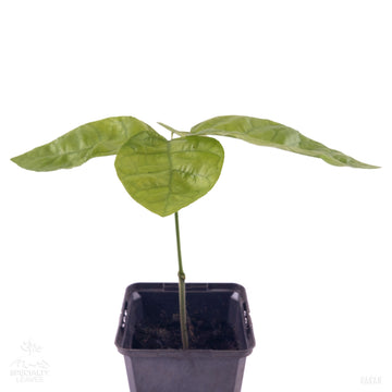 Cacao tree | Theobroma Cacao | Jaca | Round Leaves