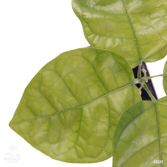 Cacao tree | Theobroma Cacao | Jaca | Round Leaves