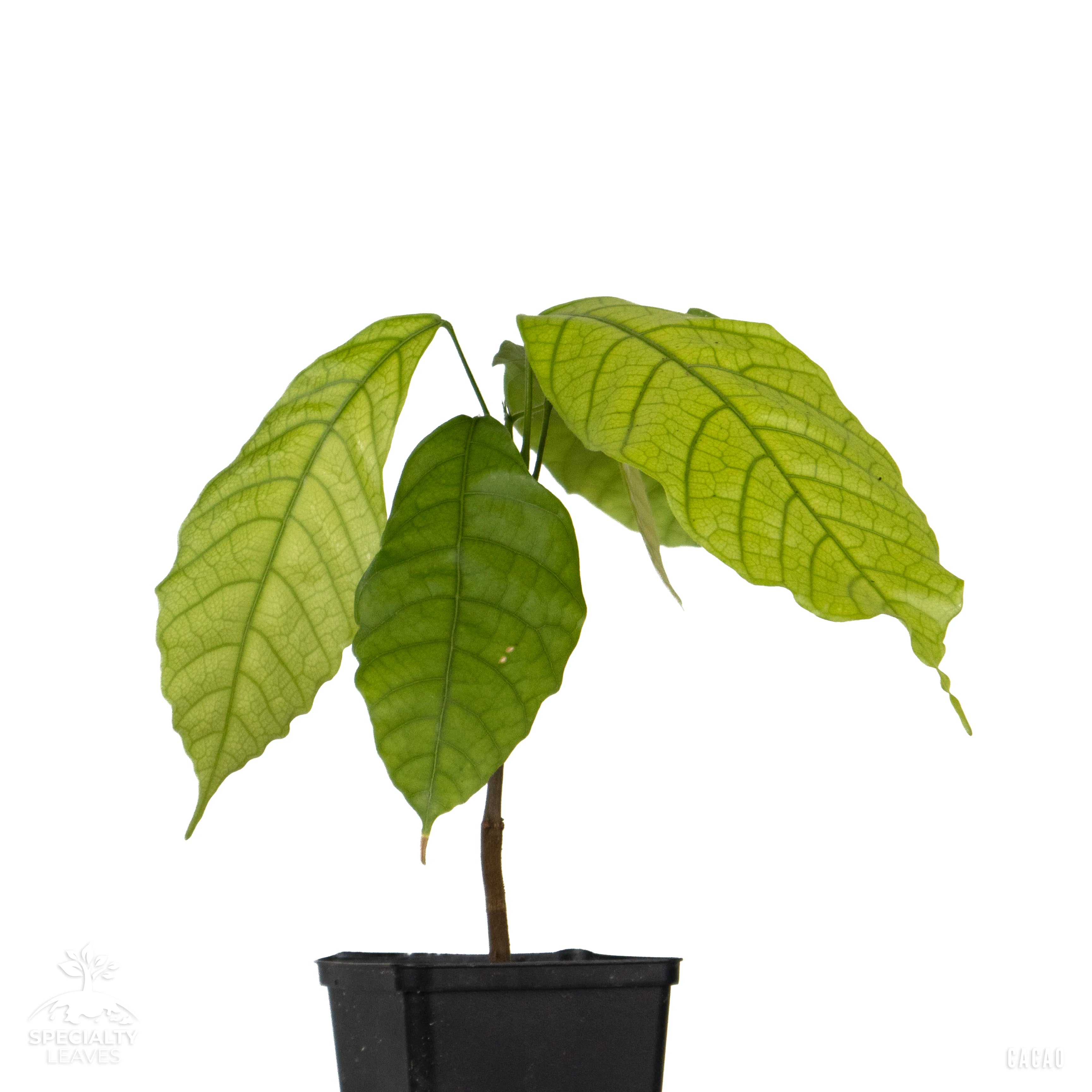 Cacao tree | Theobroma Cacao | Forastero | Rare in EU | Houseplant