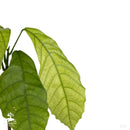 Kakaobaum | Theobroma-Kakao | Forastero | Selten in der EU | Zimmerpflanze-2