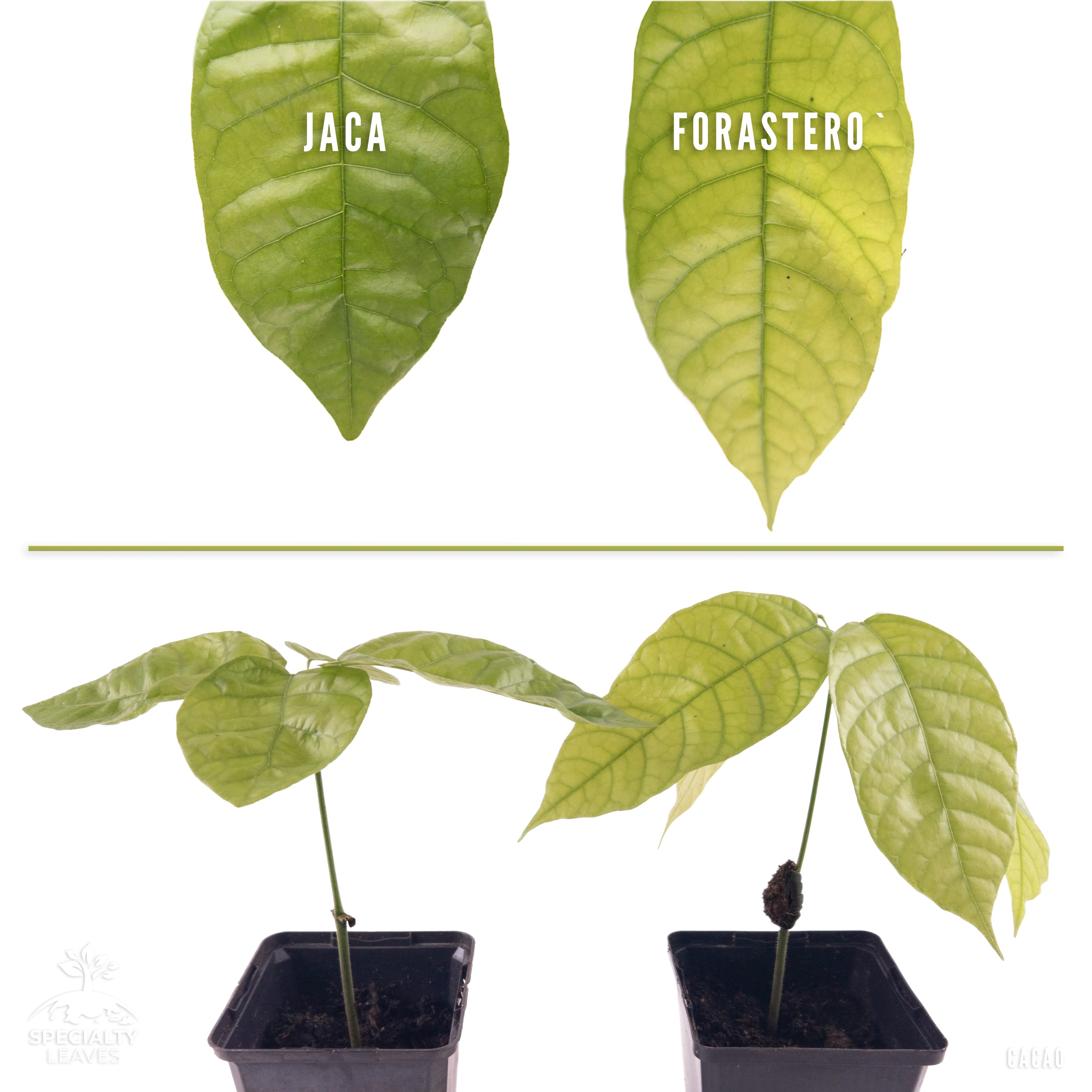 Cacaoboom | Theobroma Cacao | Jaca | Ronde bladeren