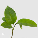 Cawesh Poshte tree | Annona scleroderma-2