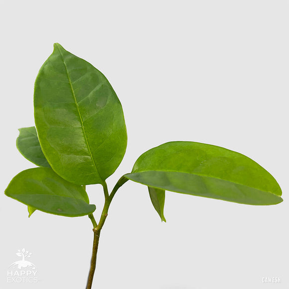 Cawesh Poshte tree | Annona scleroderma