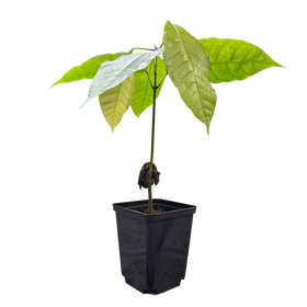 Árbol de cacao | Theobroma Cacao | Colorado - 0