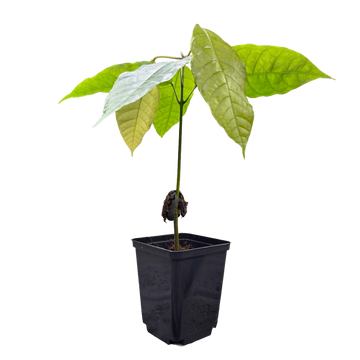 Árvore de cacau | Theobroma Cacao | Colorado - 0