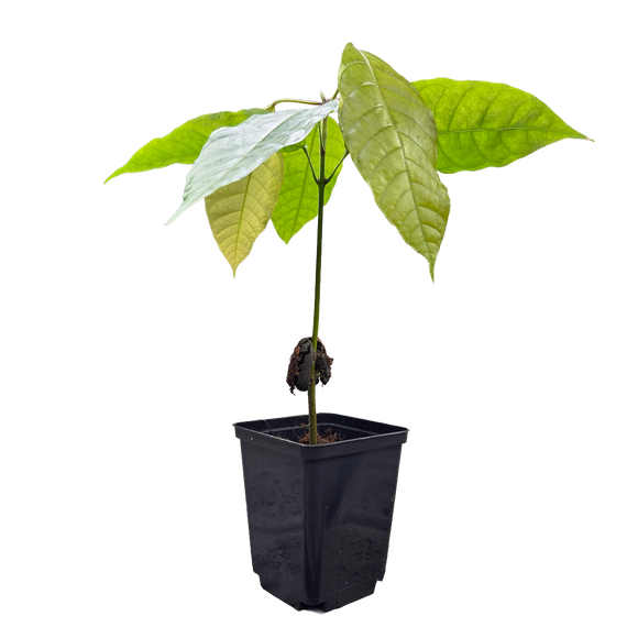 Árbol de cacao | Theobroma Cacao | Colorado