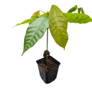 Árbol de cacao | Theobroma Cacao | Colorado-1