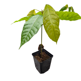 Árbol de cacao | Theobroma Cacao | Colorado