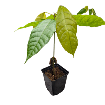 Árvore de cacau | Theobroma Cacao | Colorado