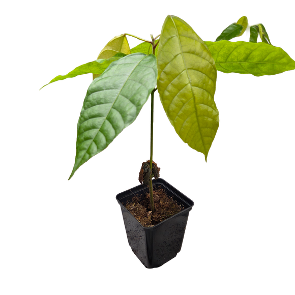Árbol de cacao | Theobroma Cacao | Colorado