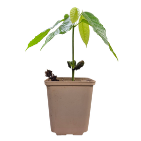 Árbol de cacao | Theobroma Cacao | Criollo