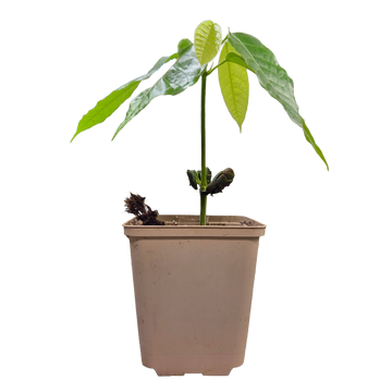 Árvore de cacau | Theobroma Cacao | Criollo