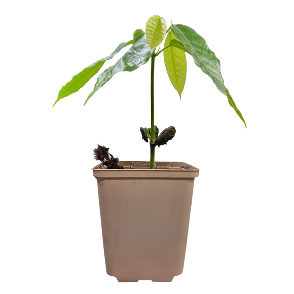 Árbol de cacao | Theobroma Cacao | Criollo