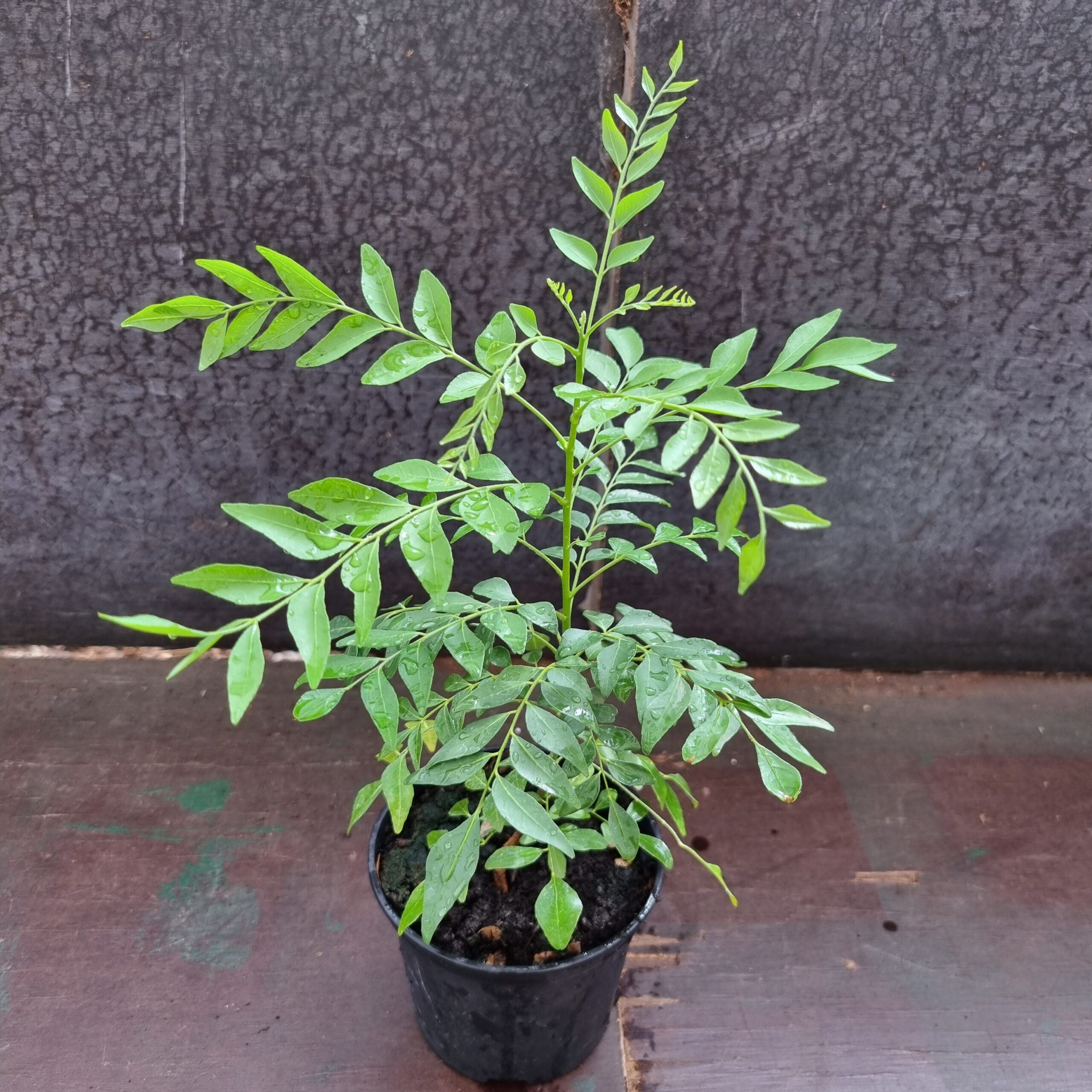 Curry Leaf Plant / Tree | Murraya Koenigii | Fresh Kadi Patta Leaves