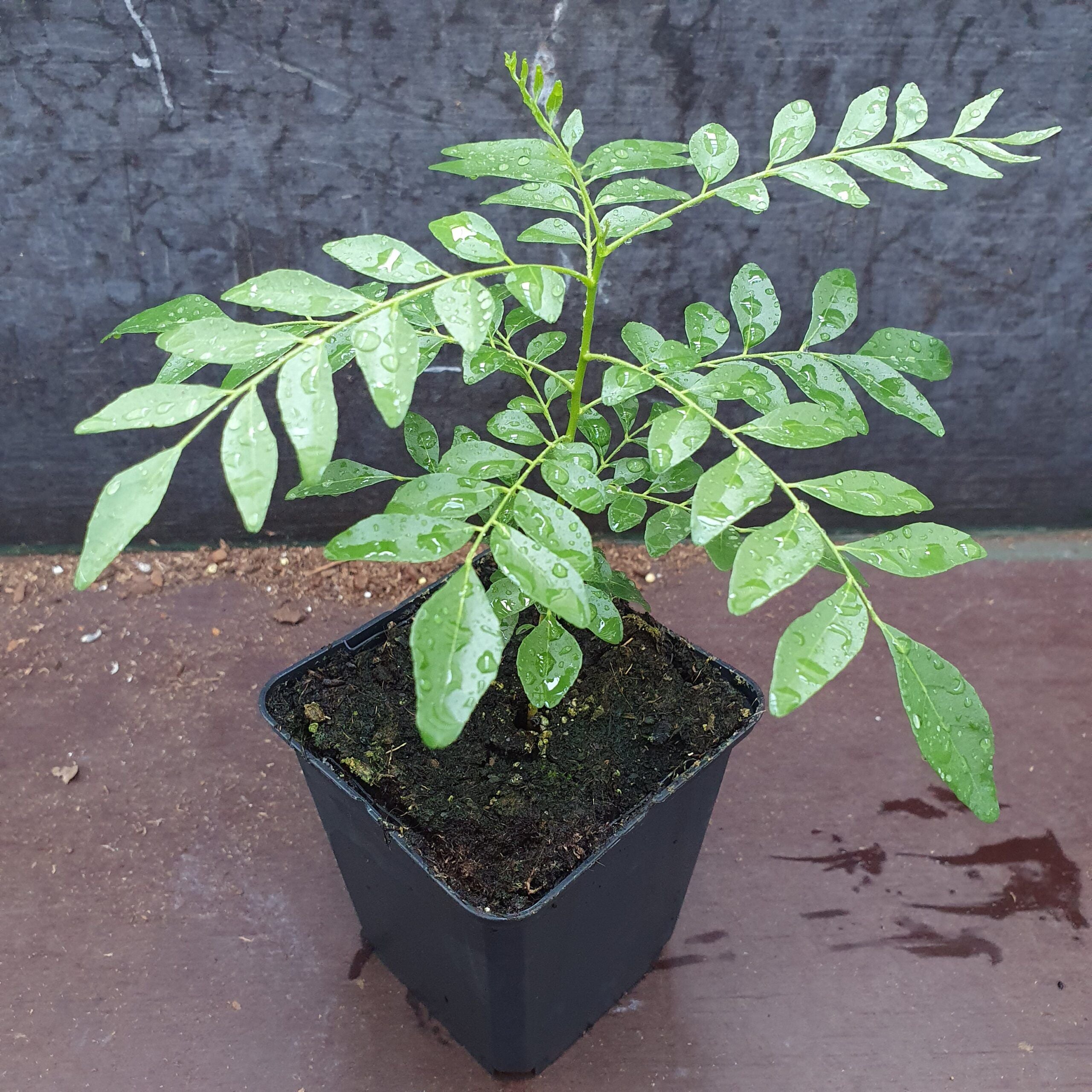 Curry Leaf Plant / Tree | Murraya Koenigii | Fresh Kadi Patta Leaves