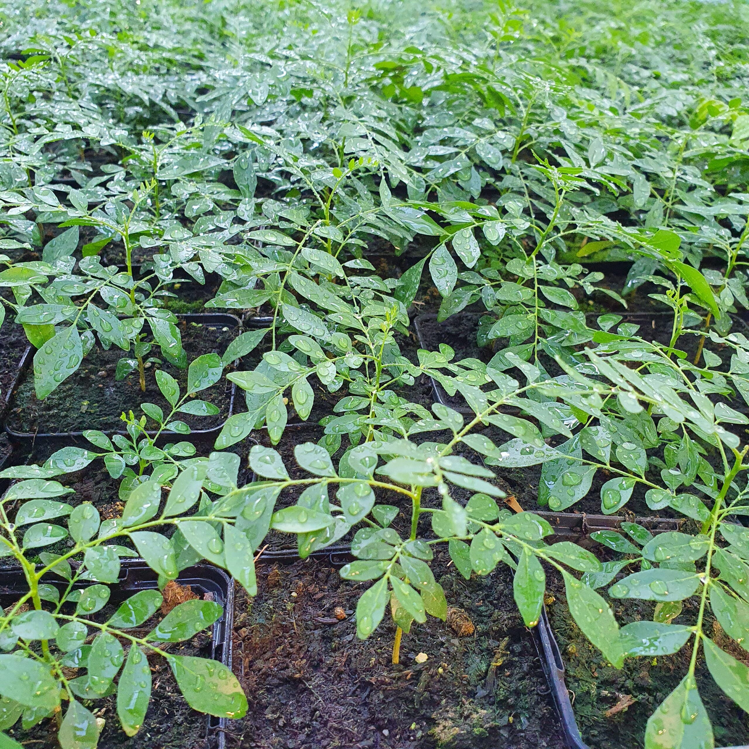 Curry Leaf Plant / Tree | Murraya Koenigii | Fresh Kadi Patta Leaves