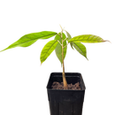 Durian | Durio zibethinus | Grown from seed-3