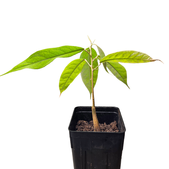 Durian | Durio zibethinus | Grown from seed