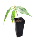 Durian | Durio zibethinus | Grown from seed-1