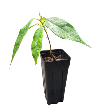 Durian | Durio zibethinus | Grown from seed