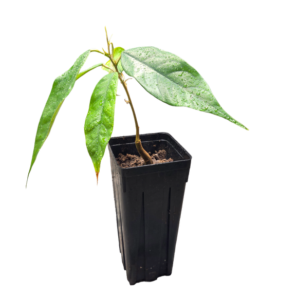 Durian | Durio zibethinus | Grown from seed