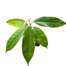 Durian | Durio zibethinus | Grown from seed-2