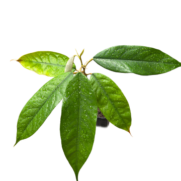 Durian | Durio zibethinus | Grown from seed - 0