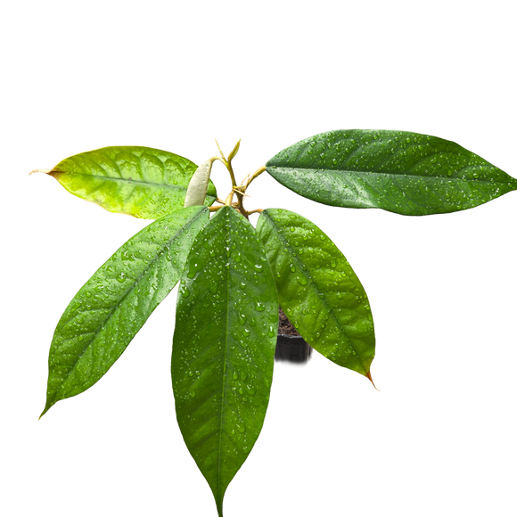 Durian | Durio zibethinus | Grown from seed