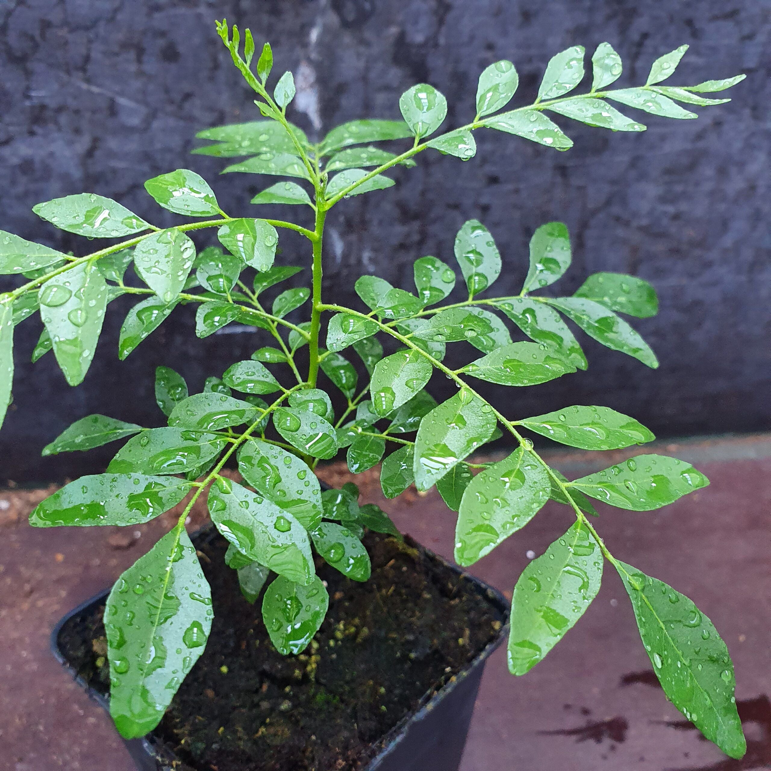 Curry Leaf Plant / Tree | Murraya Koenigii | Fresh Kadi Patta Leaves