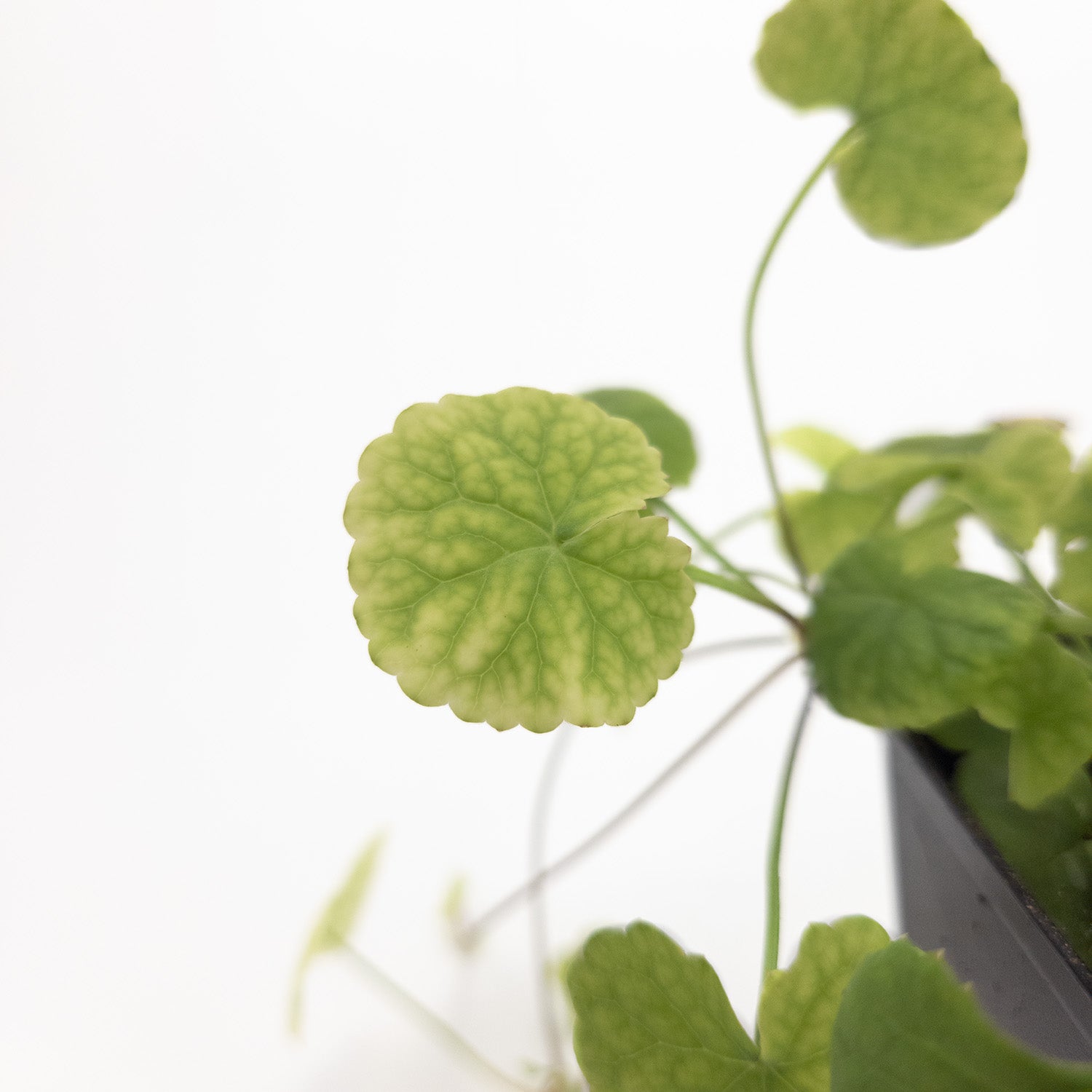 Gotu Kola Plant | Centella Asiatica | Rare in EU| Asian Herb - 0